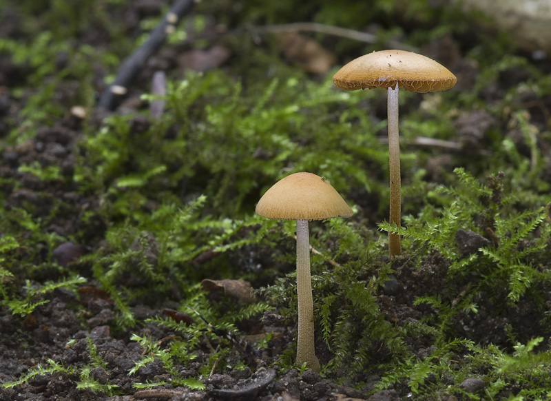 Conocybe mesospora